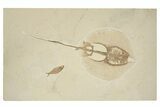 18" Fossil Stingray (Heliobatis) With Knightia - Wyoming - #202113-1